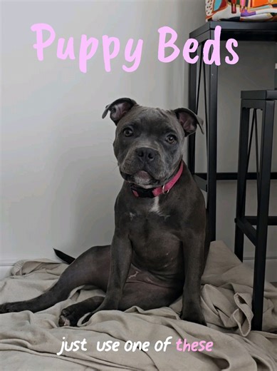 Seven Lessons from a New Puppy Owner