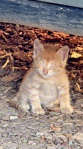 She couldn’t see… but now she’s seeing the world for the very first time. 🥺❤️ #cat #love #spirographshr | Spirograph ShR