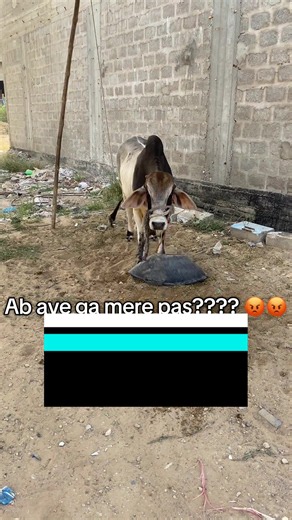 Eid-ul-Azha perks 😂❤️#perks #2026 #funnyvideos
