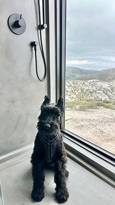 Our luxury spa shower is officially puppy approved! 🐾 This fully walk-in shower with a hand-held shower wand makes bathing your puppy a breeze. There's plenty of room for both you and your furry friend, and the custom concrete and glass design is not only stunning but super easy to clean! And can we talk about the views? 😍 A full glass window in the shower? Not your everyday feature, but when you're perched on a private mountaintop... why not?! We love personalizing our tiny homes to fit every