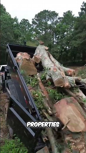 Fast & Reliable Tree Removal – Get Your Free Estimate Today!