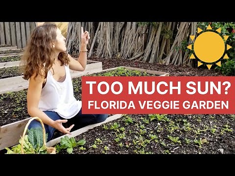 How Much Sun Do I Need to Grow Vegetables in Florida?