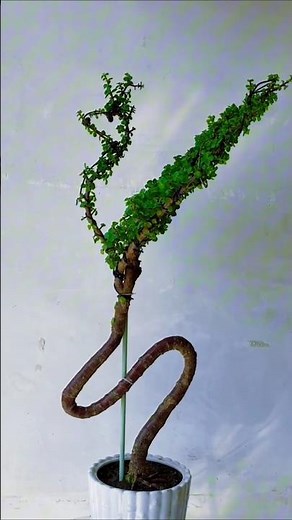 Golden Branches and Jade Leaves Styling Tutorial#Golden Jade Leaf Branches#magnetic forceWanheThe