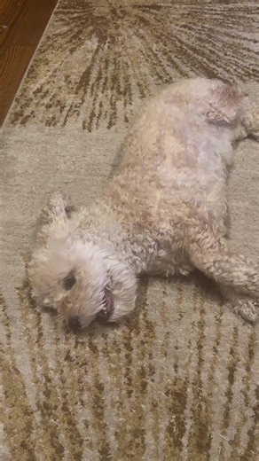 #breakdance #raygun #dogsoftiktok #doggo #australiabreakdancing