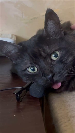 Relaxing video for sleep. Purring Cat sound for Relaxation. Love sounds. Cute Cat video for Relax