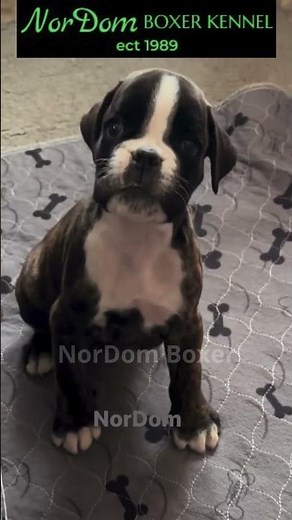 Cute boy boxer puppy | Nordom German Boxers Kennel | Boxer puppies for sale