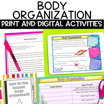 Human Body Systems Organization Anatomy Level of Organization Reading Worksheets