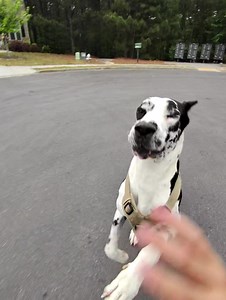 DOG ATTACK #dog #greatdane #bite #fyp #firstperson | Great Dane