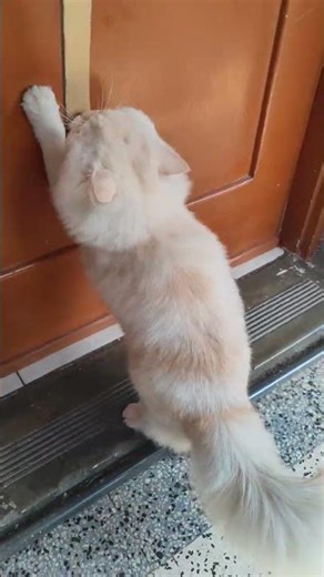 How to catch a cat 😺