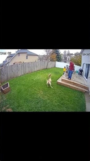 CCTV Footage 🐐Goat Attacks Child—Parent Drives It Away#CCTV #GoatEncounter #AnimalAttack #ViralVideo