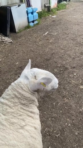 The best noise in the world🐑💕 #sheep #sheepbaa #baa #sheeptok #farmtok #animals #fyp