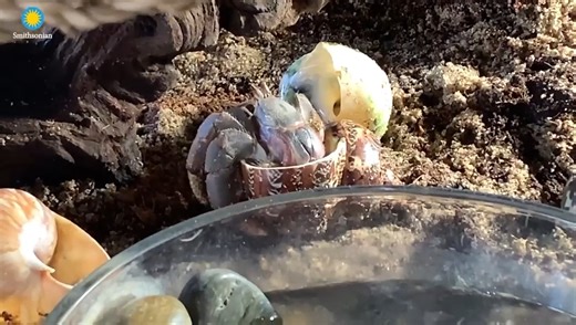 🐚🦀 It's Love Your Pet Day! Land hermit crabs—like the ones often sold in stores by the seashore—can live to be 40 years old and grow to the size of a coconut. At the Zoo’s Think Tank exhibit, these charming crustaceans teach visitors about animal intelligence and tool use. Go behind the scenes with primate keeper Erin Stromberg and intern Noah Goldfarb for an in-depth look at how they care for our crabs. ✏️STORY: s.si.edu/3FeN0zt. | Smithsonian’s National Zoo and Conservation Biology Institute