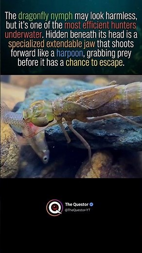 The Dragonfly Nymph's Hidden Harpoon #intrestingfacts #facts