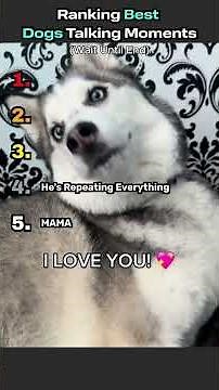 TOP 5 Dog Talking Moments 😂🔥 #youtubeshorts #funny #dogs #viral