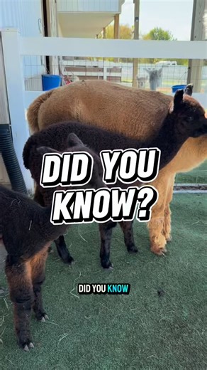 1.5K views · 302 reactions | Did you know alpacas come in a stunning...