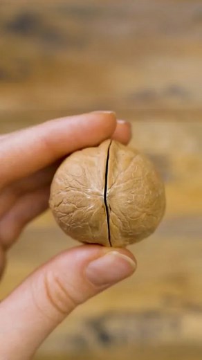 5-Minute Green on Instagram: "How to grow a #walnut tree! 💚😍 #growyourown #gardening #gardening101 #hacks"