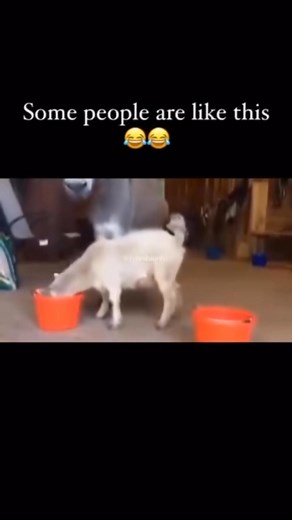 The greedy goat and the donkey | Kas Totti