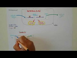 Les métabolismes