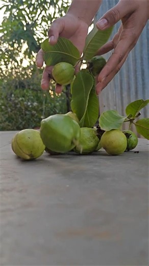 Guava Mocktail 💚🍹#guava#easyrecipe #drink