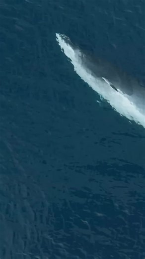 Minke lunges uncovered 🤯 When on the boat, you’ll see ripples at the surface, where a whale has quickly accelerated near the surface to grab fish. But it wasn’t till we put the drone up where we could see just how accurate and spectacular this below surface lunge feeding is 🤩 Did you know whales always lean onto their right hand side when lunging? Filmed onboard Hebridean Whale Cruises, Gairloch Skipper Steve Truluck At Sea | Sharkman Dan