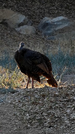 Wild Turkey🦃Tranquil Turkey #wildturkey