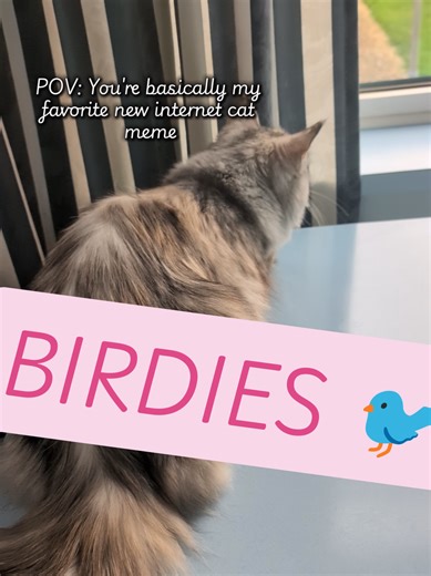 My dedication to pigeon observation is noteworthy. Do you share my fascination with their movements? 🐦 🕵🏻‍♀️🐾 #birdwatching #cattok #catmumlife #wigglewigglewiggle #cattrend