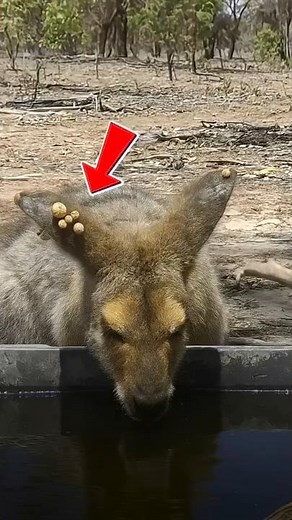 Kangaroo Covered in Ticks Finds an Unlikely Savior in the Wild