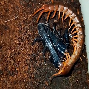 1K views · 14 reactions | Centipedes vs scorpions, which one will win | Royale Brother's | Facebook