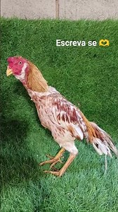 franguinho Ruano de 11 mês 🐓😍