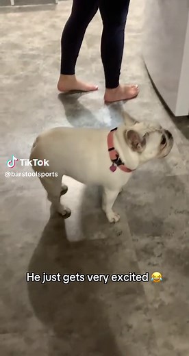 The Zoomies: Funny Moments of Dog Excitement