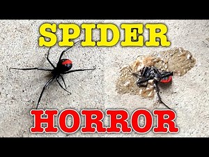 Giant Redback Spider Dead Or Alive Halloween Special For Mum