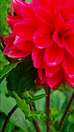 This flower is a Dahlia.