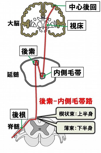 【基礎から学ぶ】後索-内側毛帯路【解剖生理学】 - PTOT国試対策　ー西島ゼミー