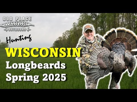 HUNTING FIELD TURKEYS - Wisconsin Spring Turkey Hunting 2025