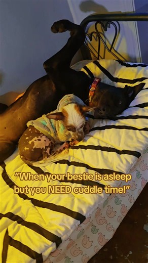 #creatorsearchinsights Storm: dead asleep 😴 Carter: “I WILL cuddle you, even if it kills me.” 😂 Tell me you’re best friends without telling me you’re best friends 🐾 Drop a 🐕 if you love dog friendships!