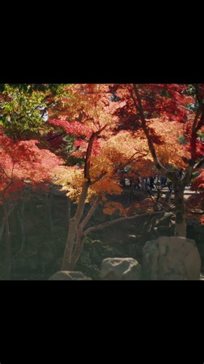 街角散策スナップ＃52 #東大寺 #紅葉 #cinematic #blackmagicdesign #bmcc6k