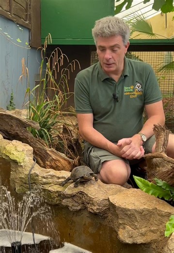 Pond turtles move into the Butterfly House! 🐢 The European pond turtle was once native to the UK around 5,500 years ago, but due to climate changes, hunting and habitat loss they became extinct in the UK. We are proud to now be supporting this species through education and conservation! 💚 #nfwildlifepark #animal #wildlife #visithampshire #conservation #hampshiredaysout #animals #turtle #endangeredspecies #pondlife | The New Forest Wildlife Park