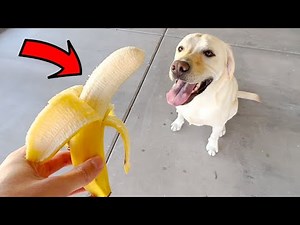 Labrador Tries A Banana For The First Time!!