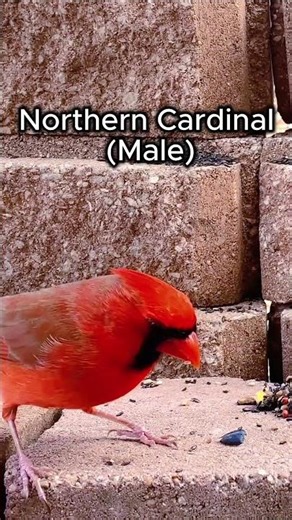 Bird ID: Northern Cardinal (Male) #shorts #cardinal #birding