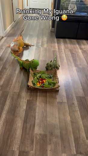 Prank was on me in the end 😳😂 #pet #reptile #funny #iguana | Rocket The Iggy