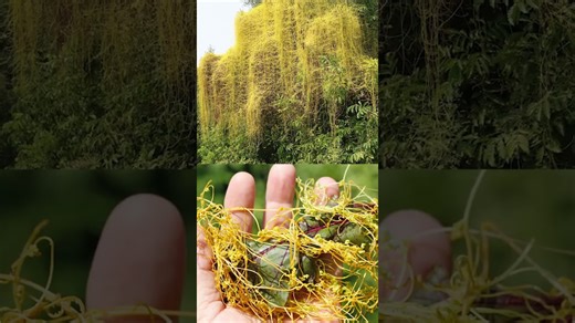 Cuscuta: el ciclo mortal de la planta parásita que amenaza tus cultivos