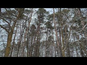 🌲🌬️ Trees Swaying in Strong Winds | Nature's Power and Beauty. #relaxing #nature #brollfootage