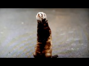 the Buddies officially meet gravity