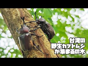 台湾の野生カブトムシが集まるの木 | 台灣野生獨角仙聚集的樹木 #昆虫採集 #甲虫王者 #ムシキング