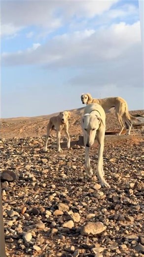 The Desert Kings: Saluki Dogs 👑🐕#saluki #dogshorts #dog #desertking