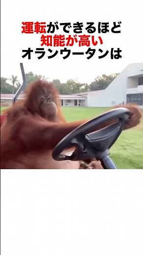 🦧オランウータンが知能高すぎて凄い‼️🤣 #雑学 #動物 #animals #自然