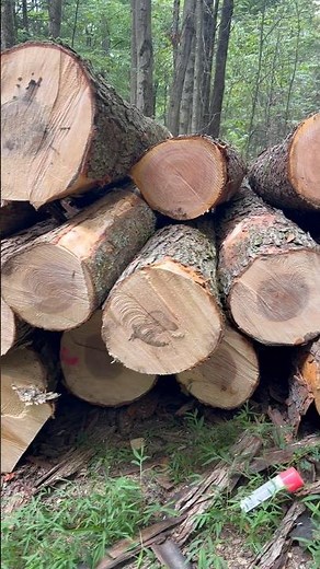 Billy Bucked These Up What Do You See in These Maple Logs