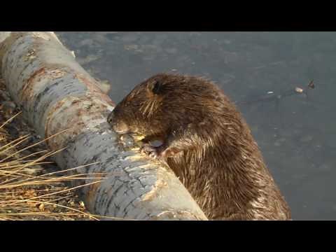 Top 10 Iconic Canadian Animals - Beaver