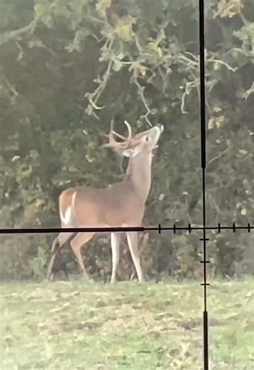 I sat and watched this young buck working branches for 200 yards up a fence line 🦌 He obviously wanted to let everyone know that he was cruising right around here 😅 - #whitetail #hunting #deer #wildlife #hunt