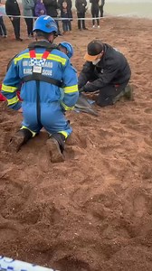 Video of beached dolphin on Paignton Beach 😢 | Spotted Paignton